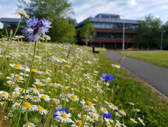 Close up of wild flowers outside county hall