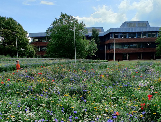 Wild flower site outside county hall