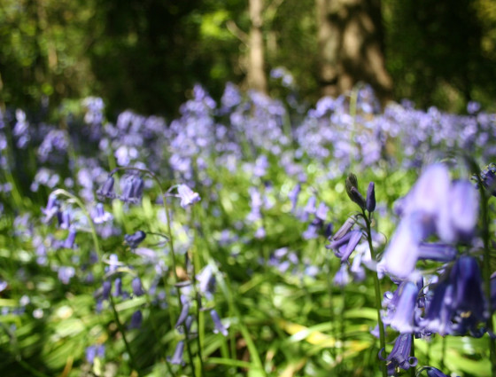 close up of bluebells in a woodland