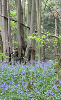 Bluebells in a wood