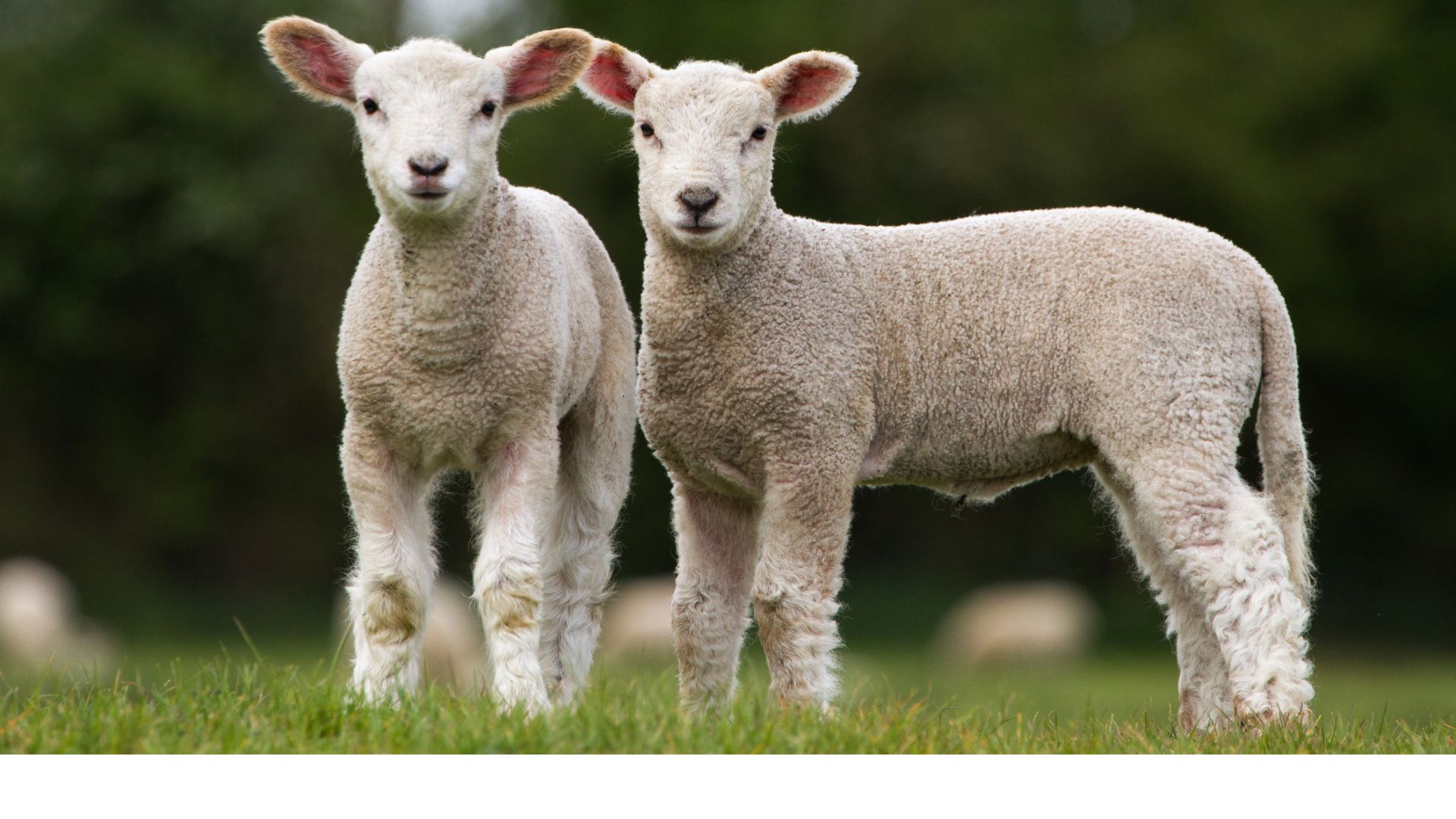 Lambs in field