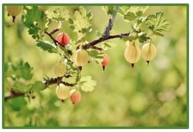 Gooseberries