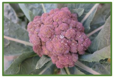 Purple sprouting broccoli