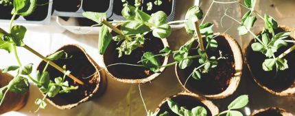 potted plants