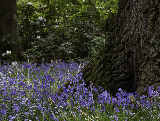 Bluebells in the Worcester Woods at the Countryside Centre