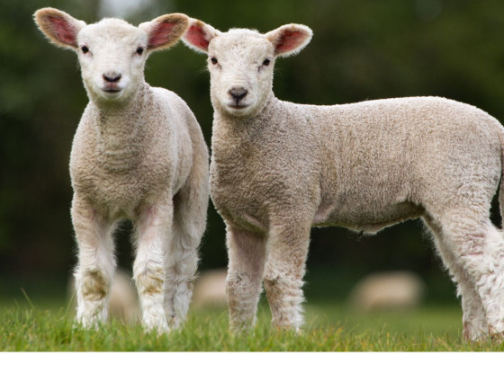 Lambs in field