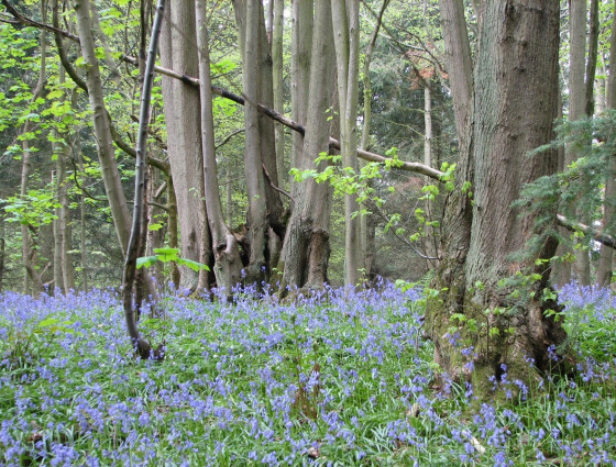 Shrawley Wood
