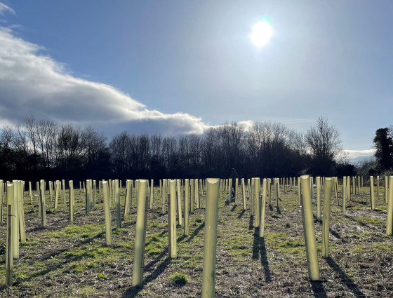 Tree planting at Norton