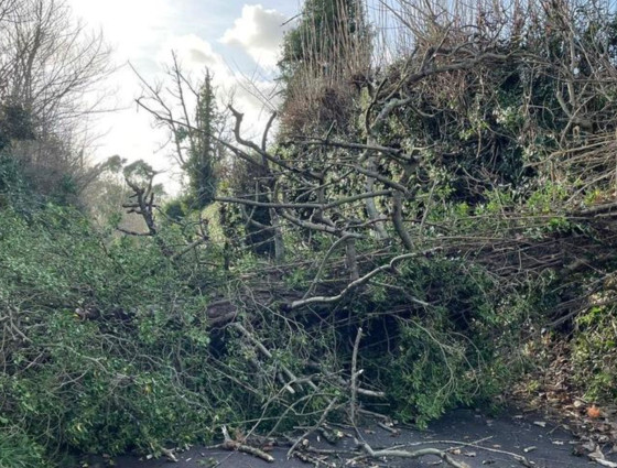 Fallen Tree