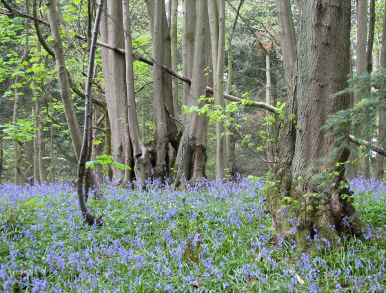 Bluebells in a wood