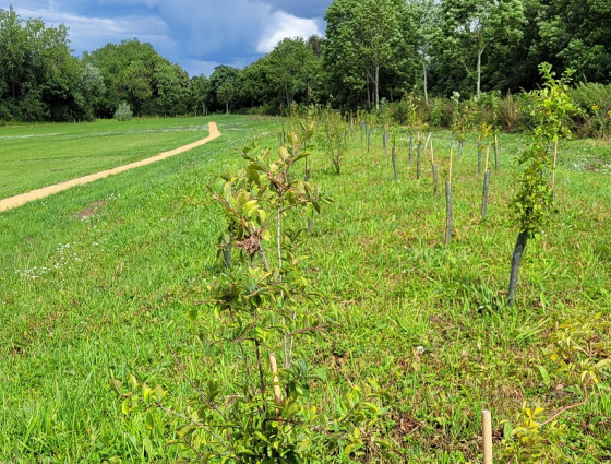 Newly planter hedgerow in Bull Meadow