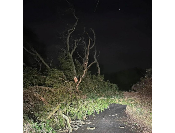 Tree fallen onto a road