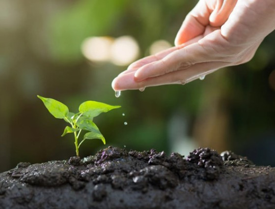 Hand dripping water onto plant