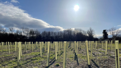 Trees that have been planted at Norton