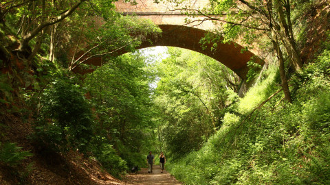 A bridge covered in green moss and overgrown foliage. 