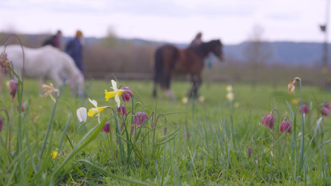 two horses in a field 