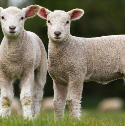 Lambs in field