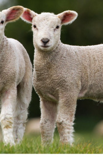 Lambs in field