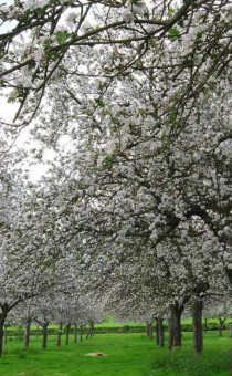 Trad Orchard showing the blossoms
