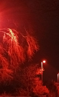 Bat lighting at Fernhill Heath