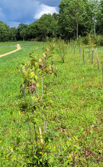 Newly planter hedgerow in Bull Meadow