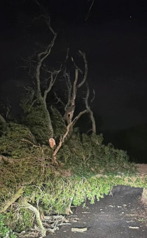 Tree fallen onto a road